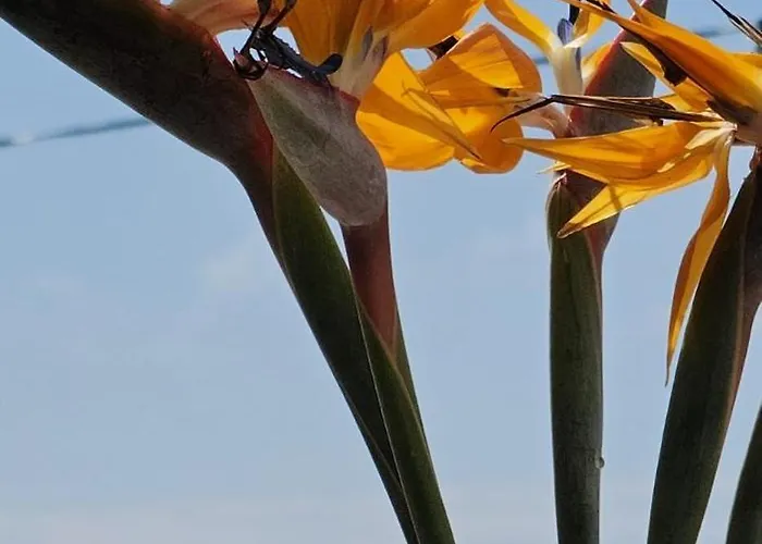 Margarita House Dom wakacyjny Funchal (Madeira)