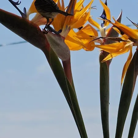 Margarita House Vakantiehuis Funchal (Madeira)